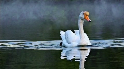 BIFE comparison, shot 7: Poised swan