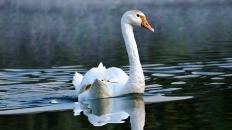 BIFE comparison, shot 13: Swan reflection