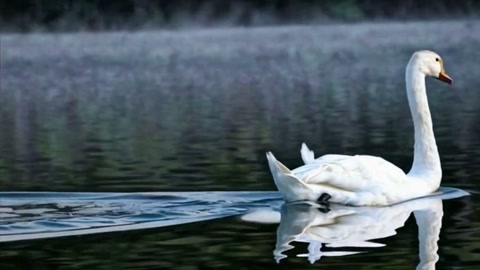 BIFE comparison, shot 15: Tranquil lake